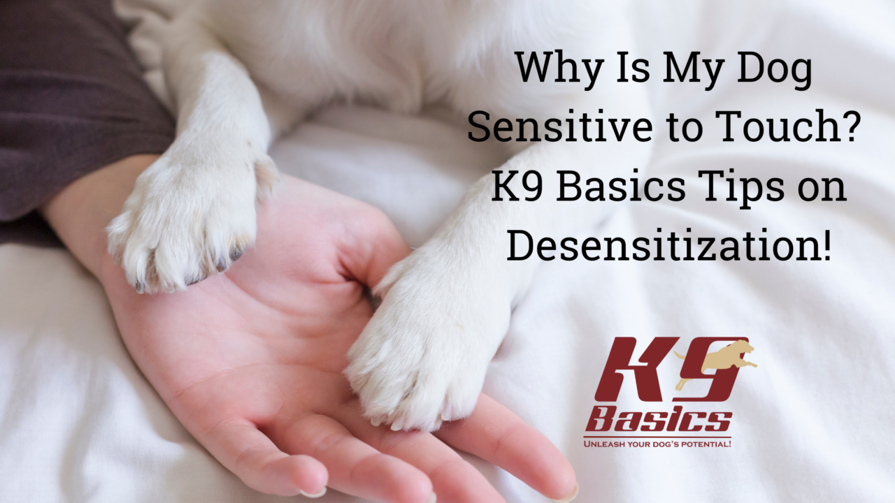 Why is My Dog Sensitive to Touch?