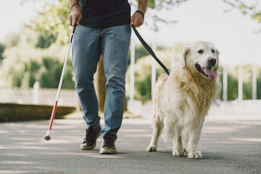Visually impaired person and service dog