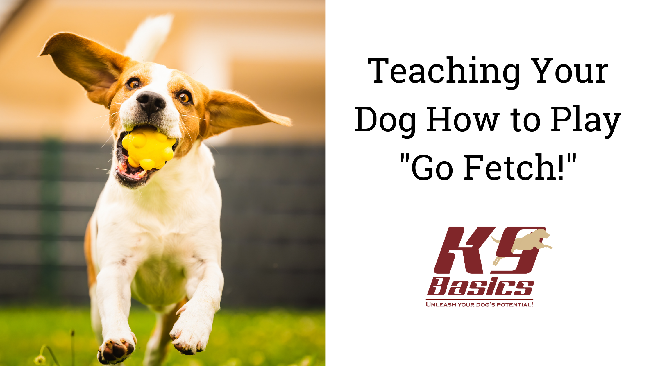 Teaching Your Dog How to Play “Go Fetch!”