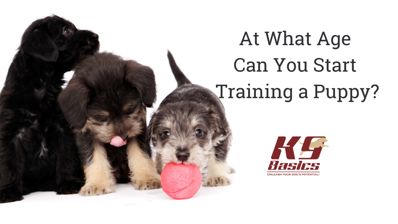 At What Age Can You Start Training a Puppy?