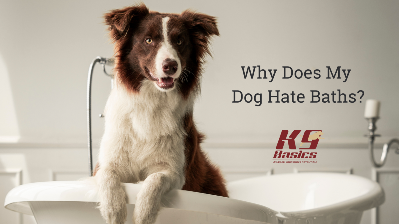 Why Does My Dog Hate Baths?