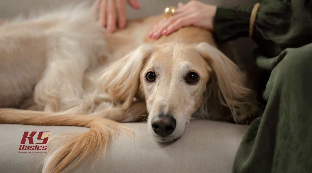 Relaxed dog while being pet by owner