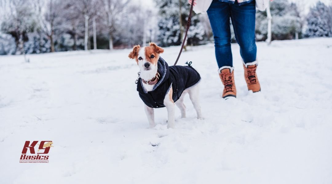 Dog winter in snow