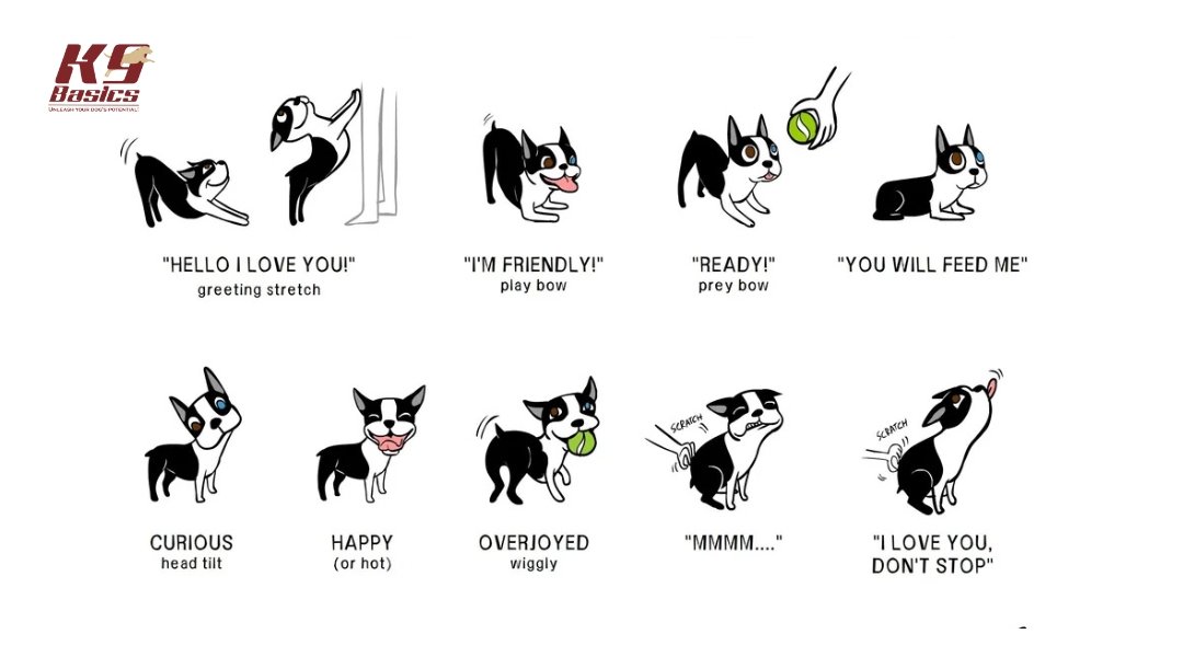 A cartoon chart of dog expressions showing emotions like love, friendliness, curiosity, happiness, and affection.