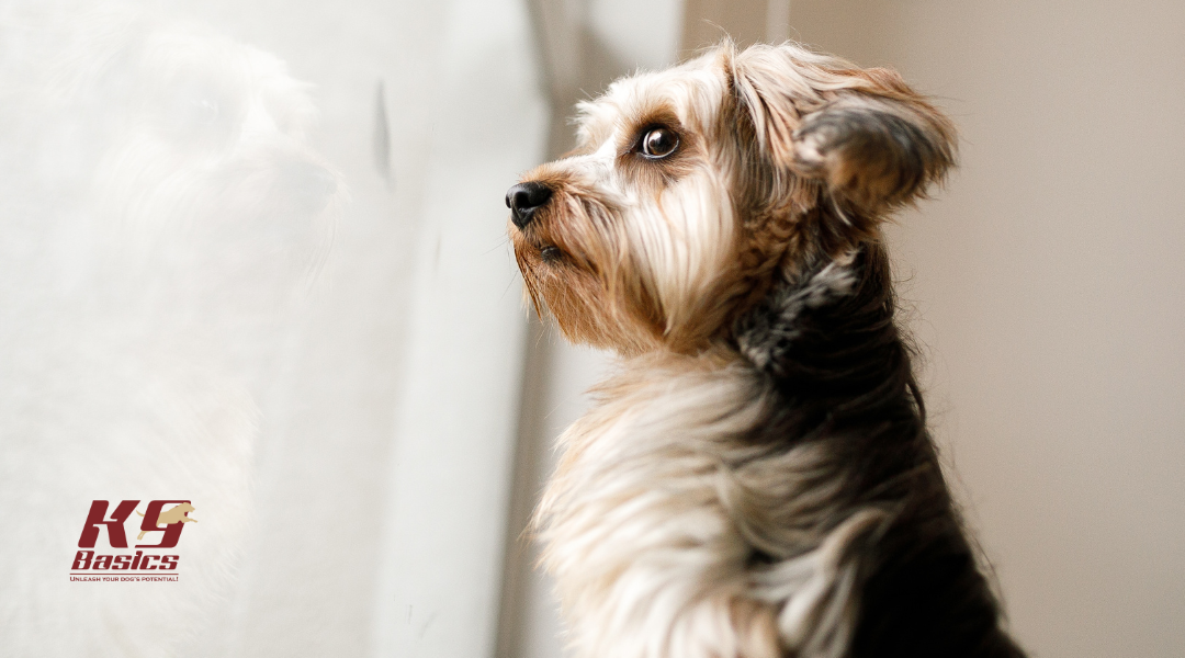 Dog staring out the window