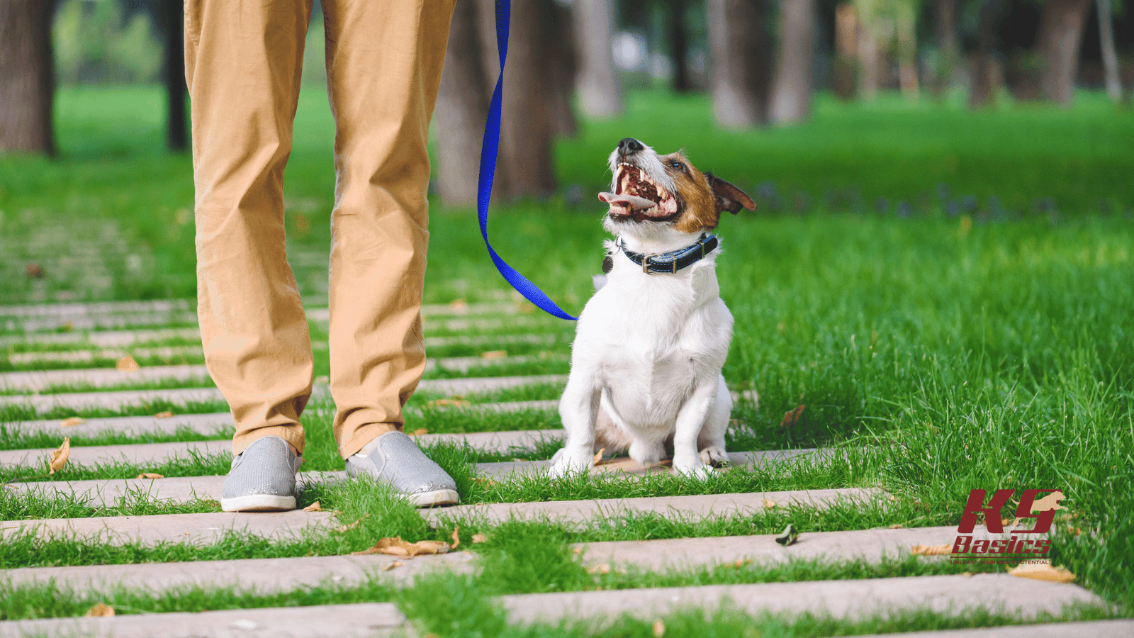 dog parent and dog on leash
