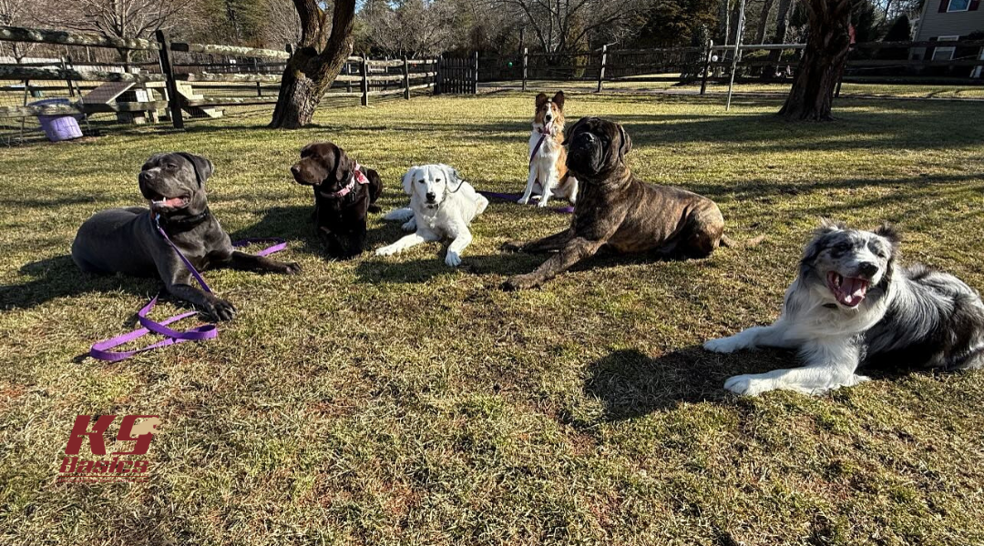 copy of blog graphics for ionut 2 (2)