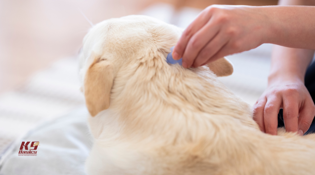 copy of blog graphics for ionut 2 (5)