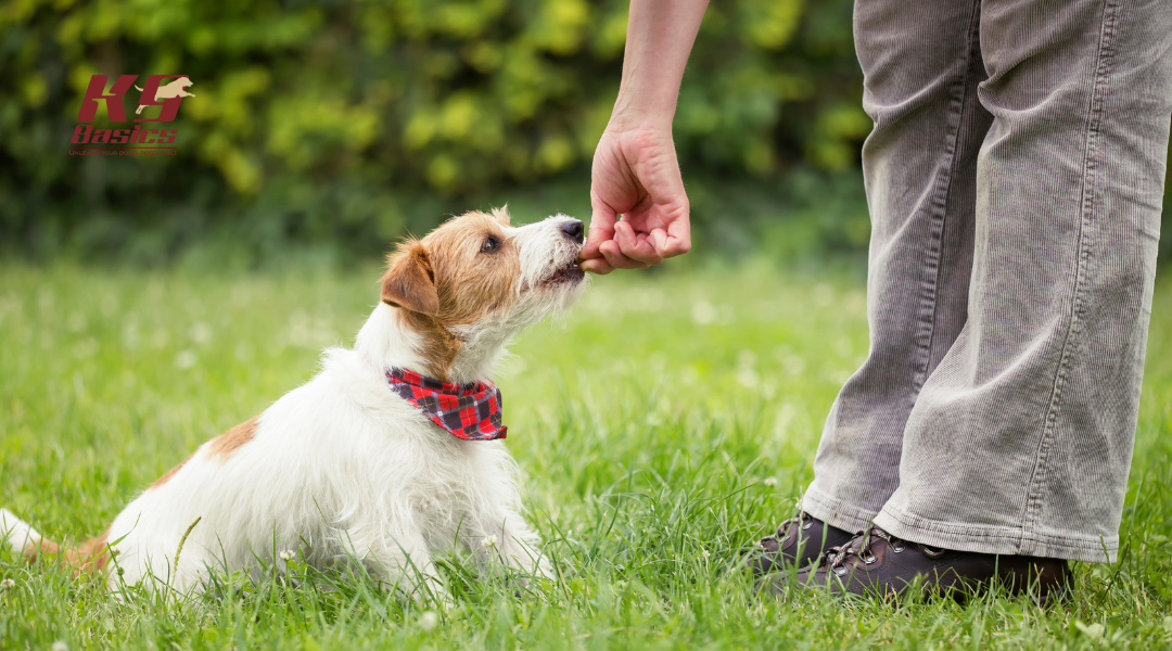 Dog receiving treat from owner