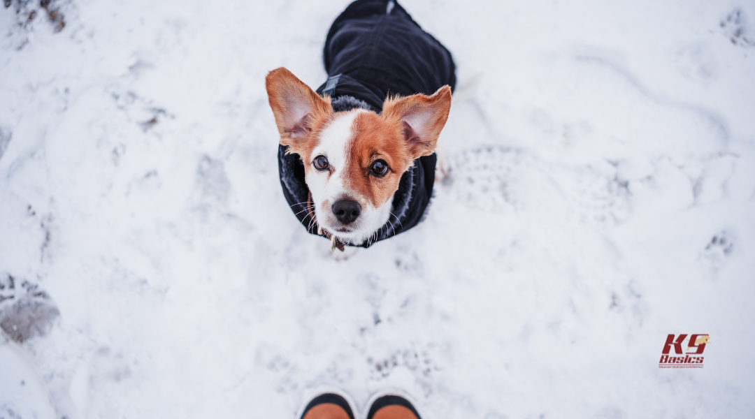 Professional Winter Training Solutions at K9 Basics: What Your Home Can’t Offer