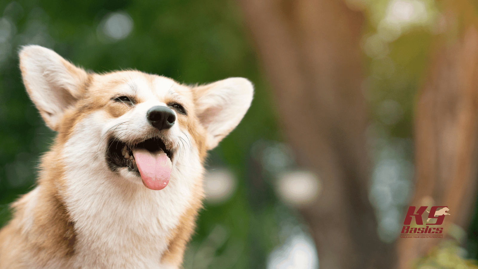 Happy Corgi