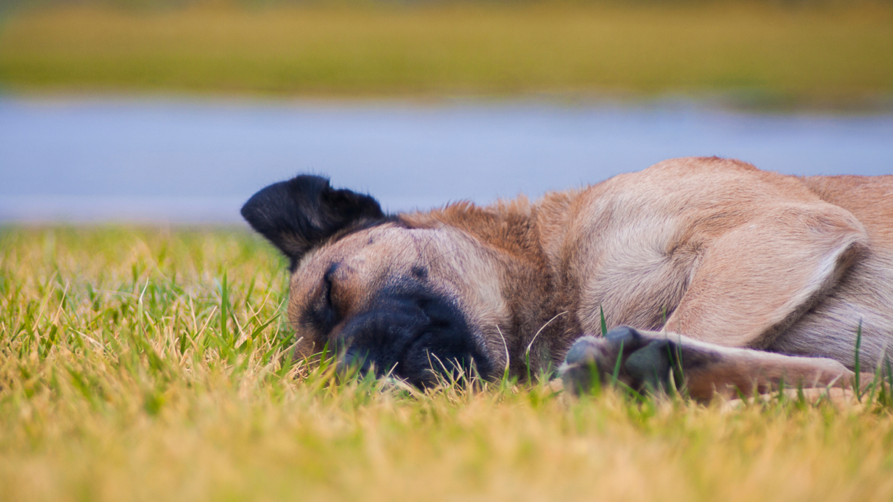 Why Does My Dog Like to Roll Around in the Grass?