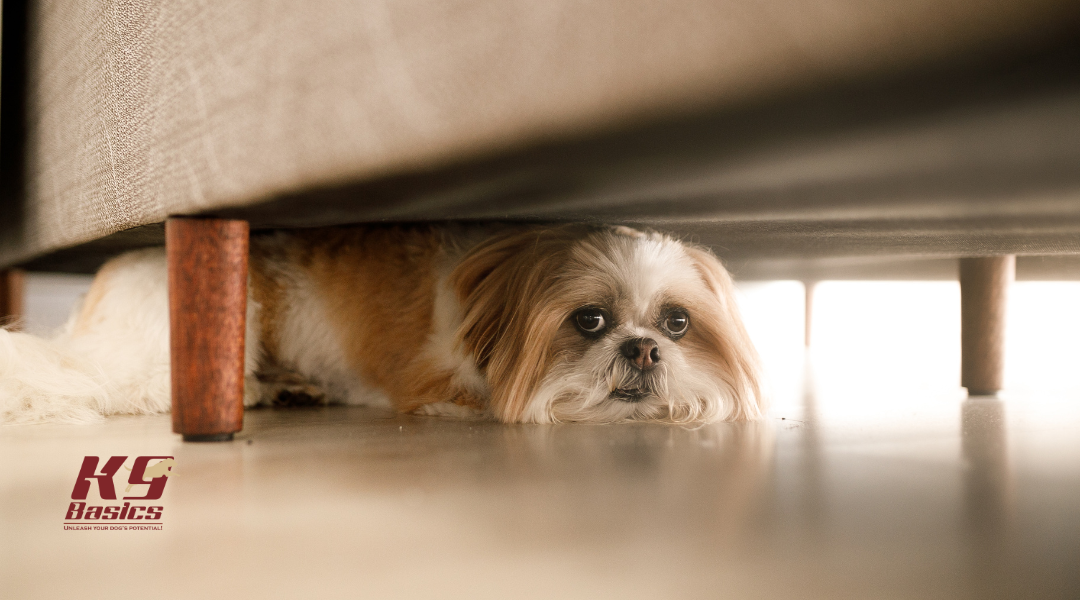 How to Desensitize a Dog from Loud Noises: Step-by-Step Sound Sensitivity Solutions
