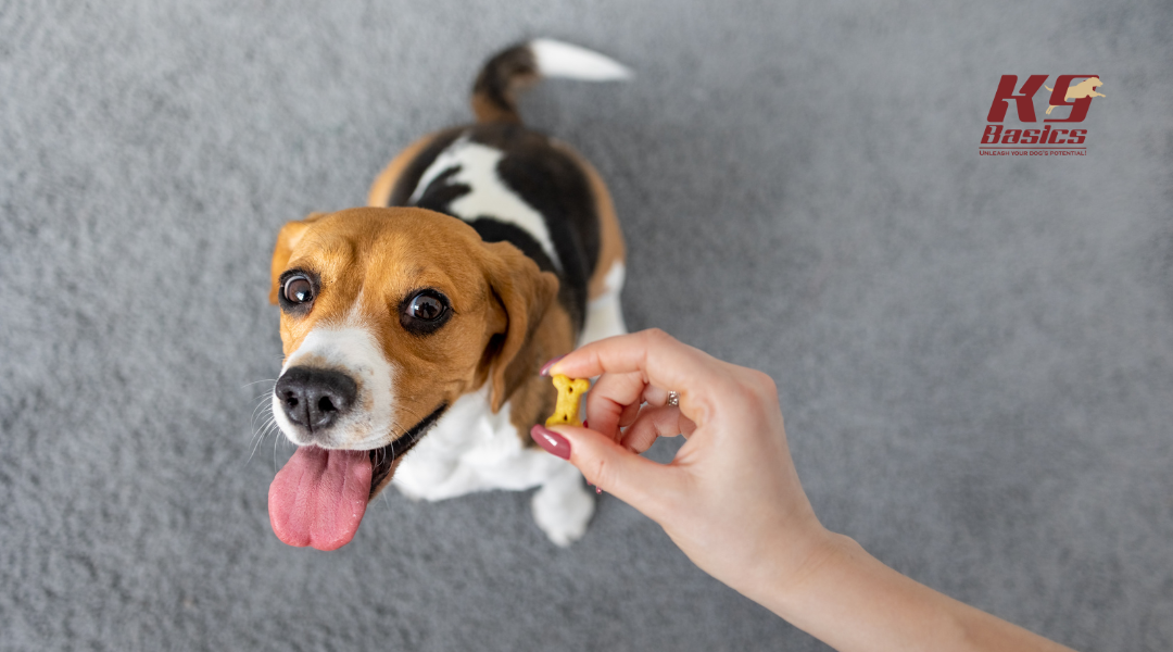 Dog waiting for treat from owner