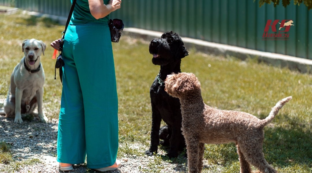 Dogs and trainer during training session