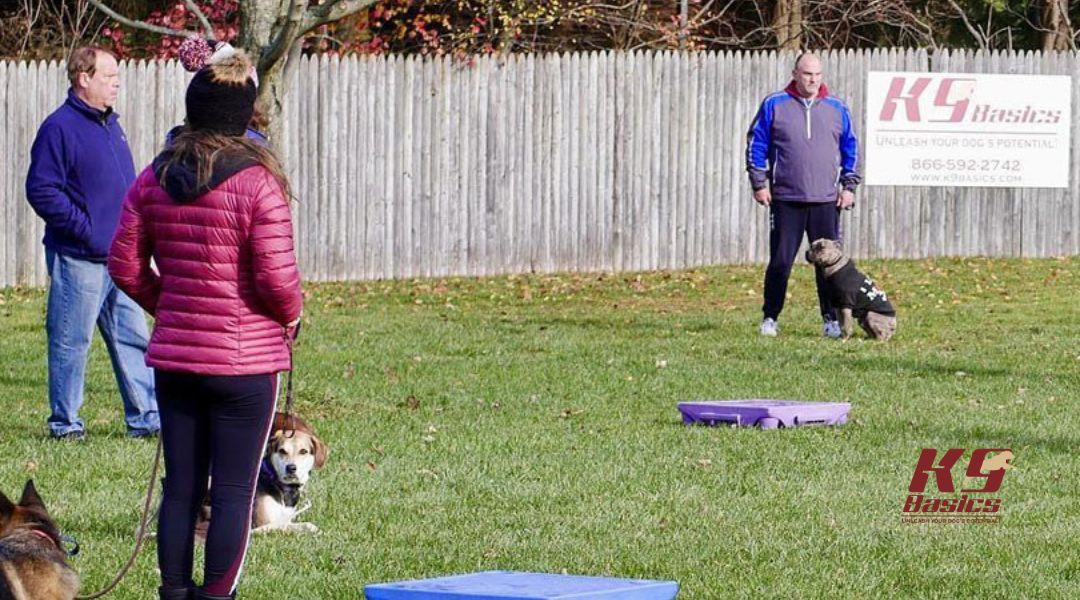 Dog training session