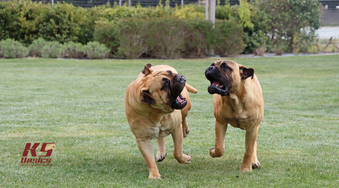 Two dogs playing