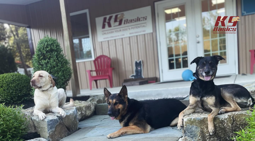 Dogs at K9 Basics facility