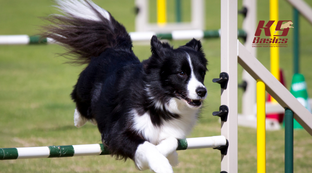 Border Collie training