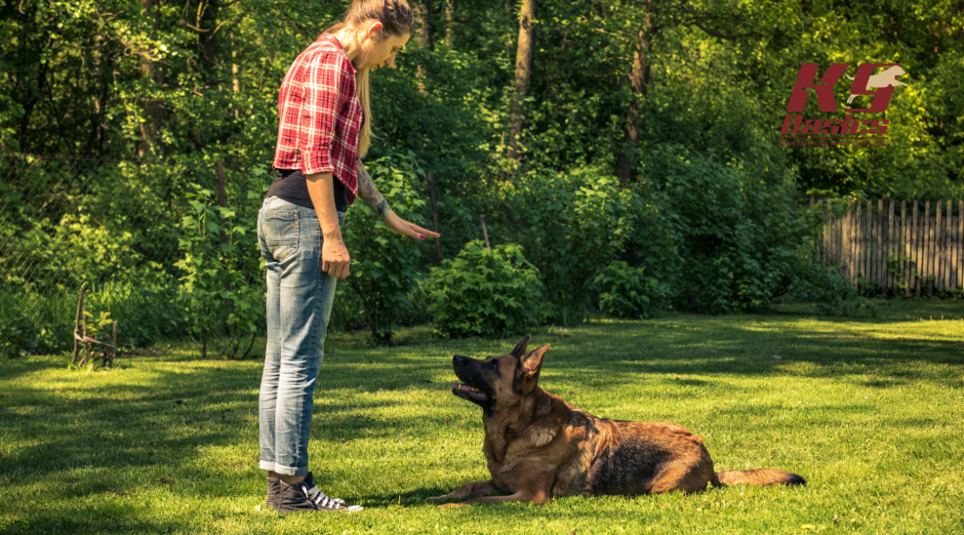 Beyond Basic Training: How K9 Basics Helped Athena Find Confidence and Joy!