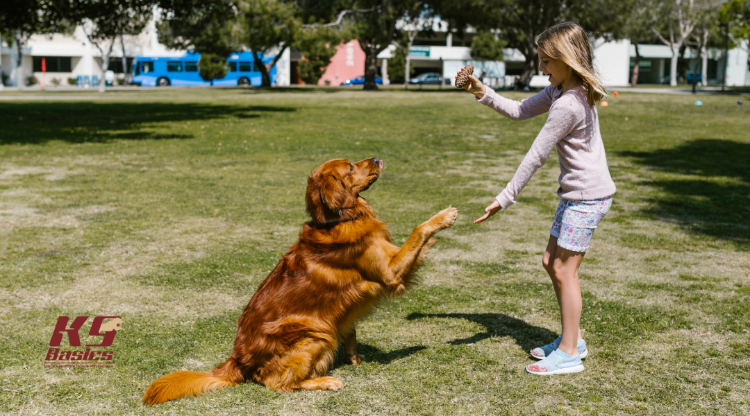 10 At-Home Dog Training Tips for Confident, Happy Pups!