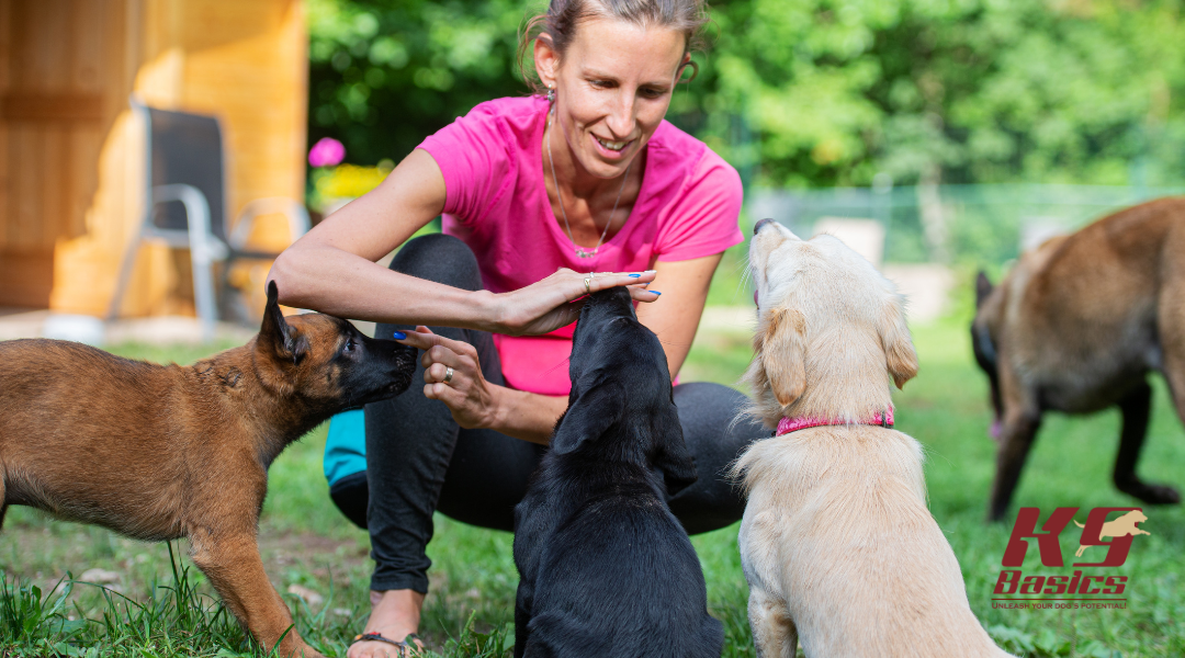 Trainer working with dogs