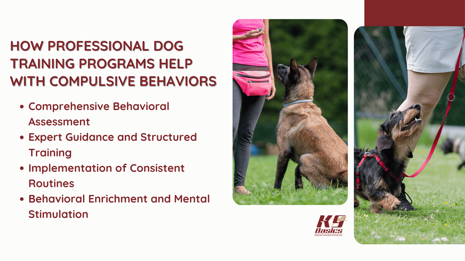 How Professional Dog Training Programs Help with Compulsive Behaviors