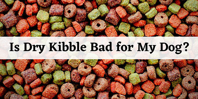Is Dry Kibble Bad for my Dog?