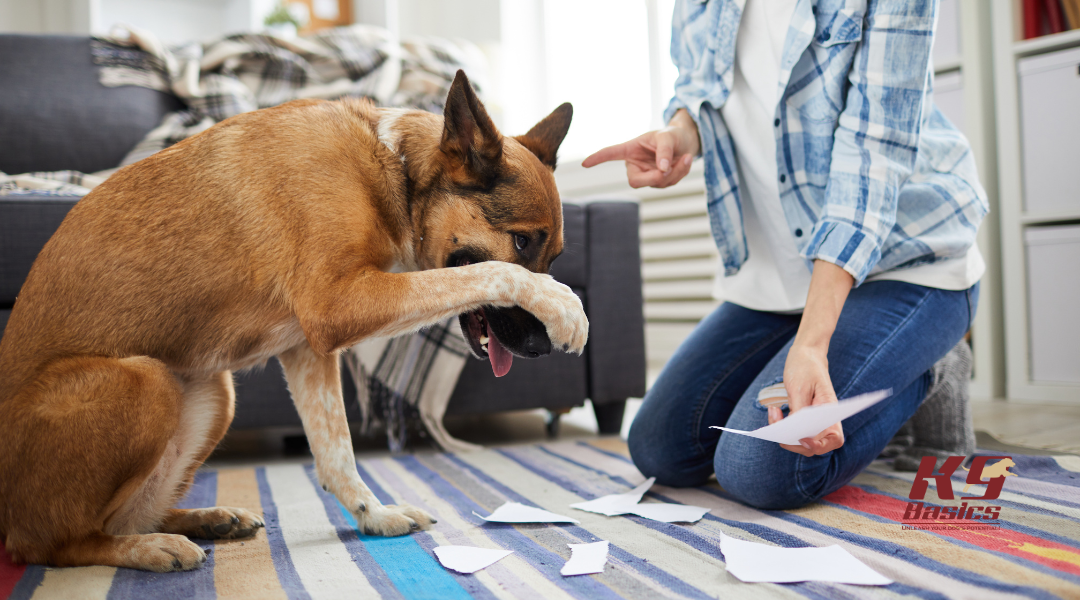 Dog being chastized by owner