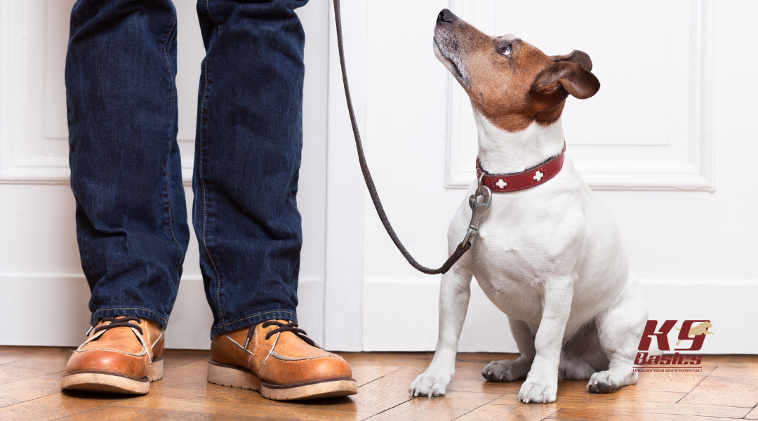 Top Dog Training Myths: Why They Persist and How to Train Smarter