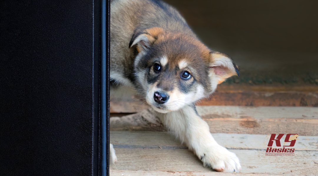 Puppy who is afraid of sudden noises