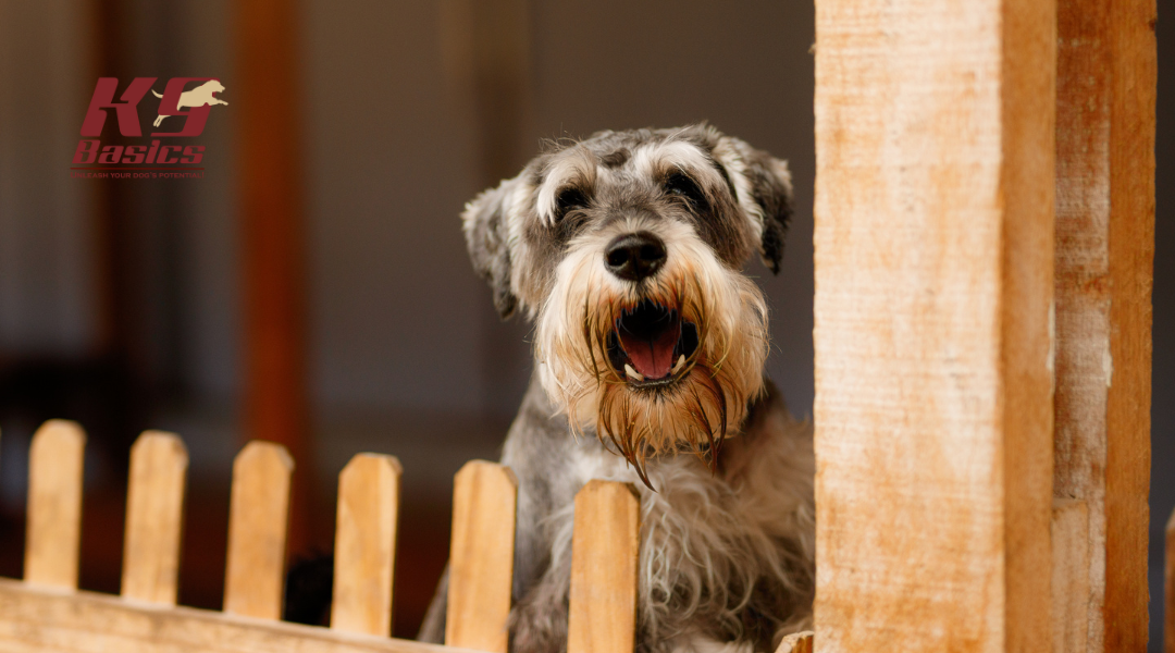 Training Triumphs: Real Results for Reactive Dogs at K9 Basics!