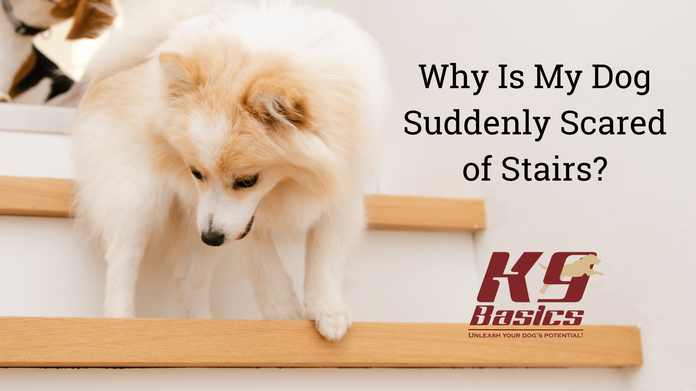 Why is My Dog Suddenly Scared of Stairs?