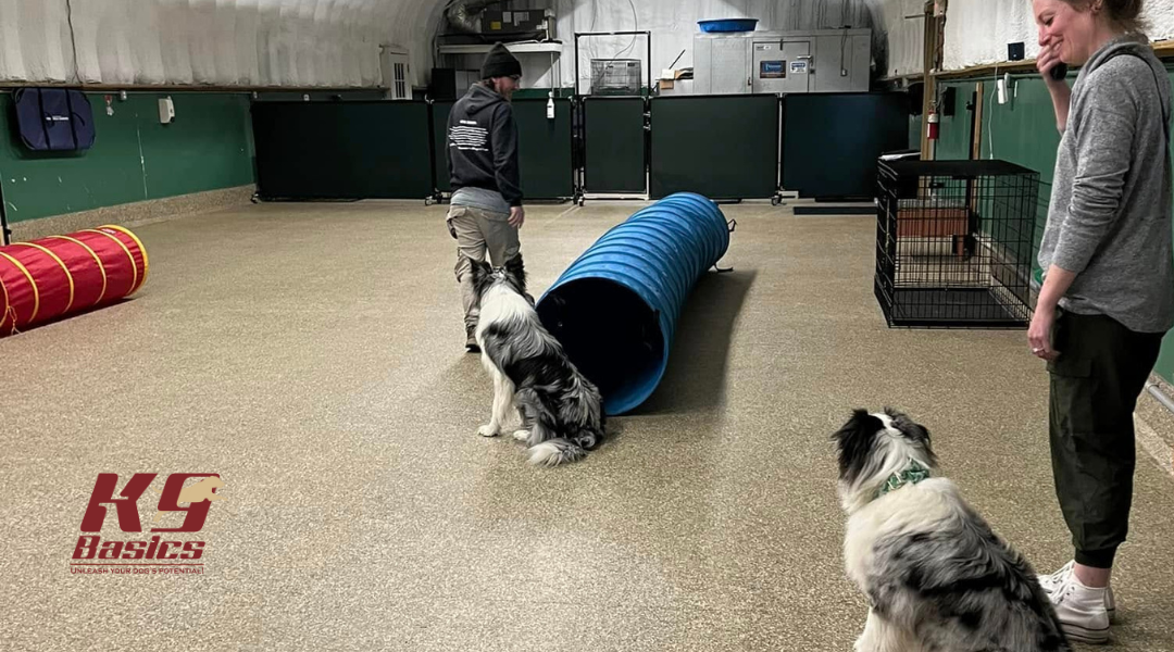 Training at K9 Basics