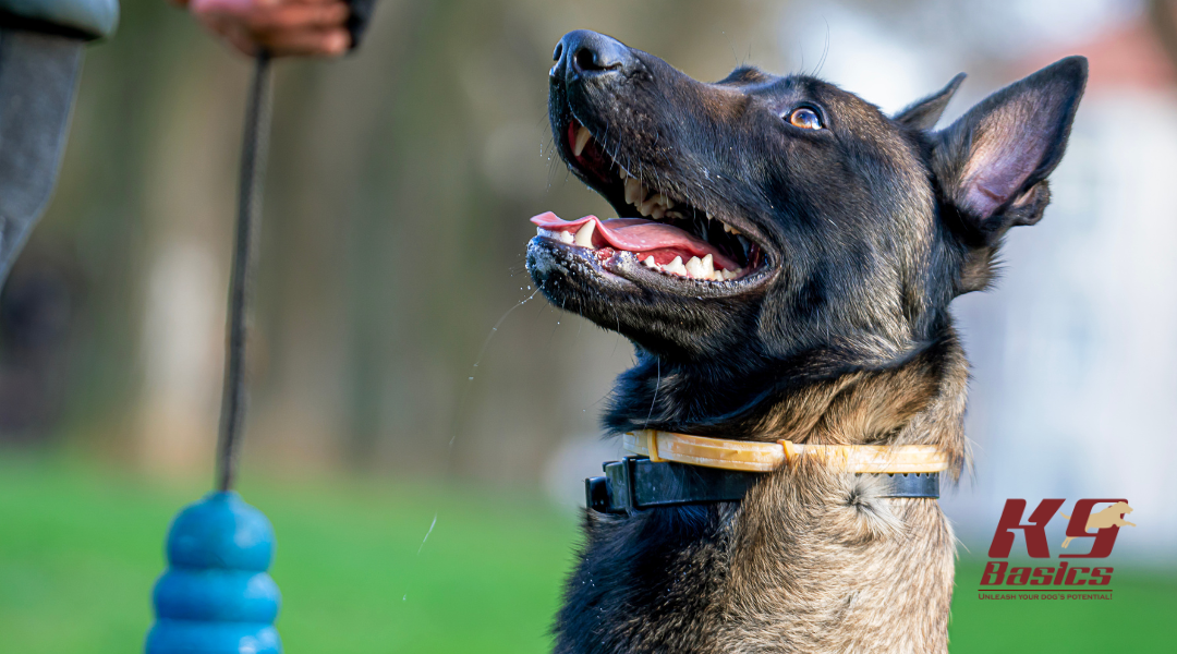 Belgian Malinois dog looking at trainer