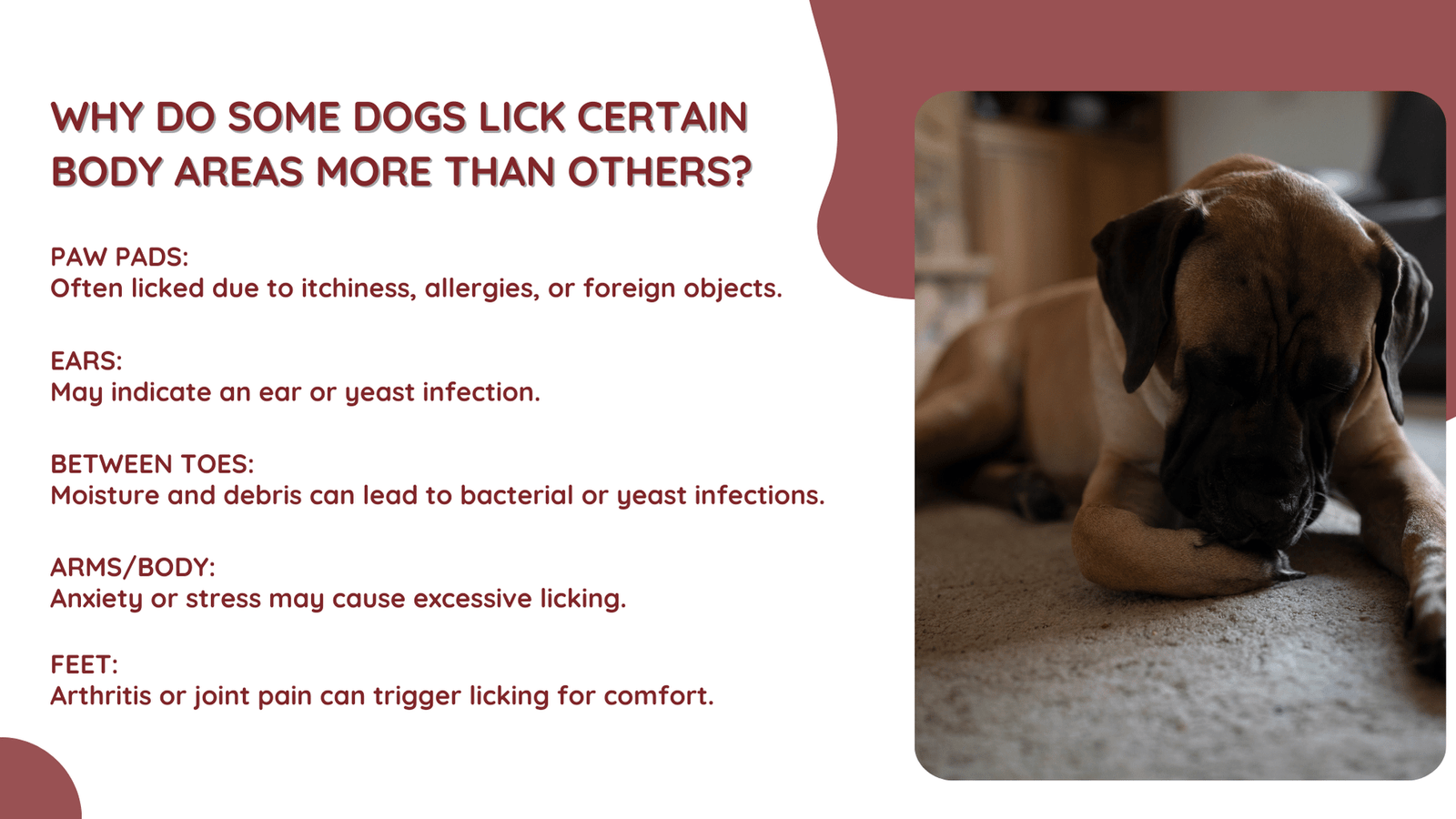 Why Do Some Dogs Lick Certain Body Areas More Than Others