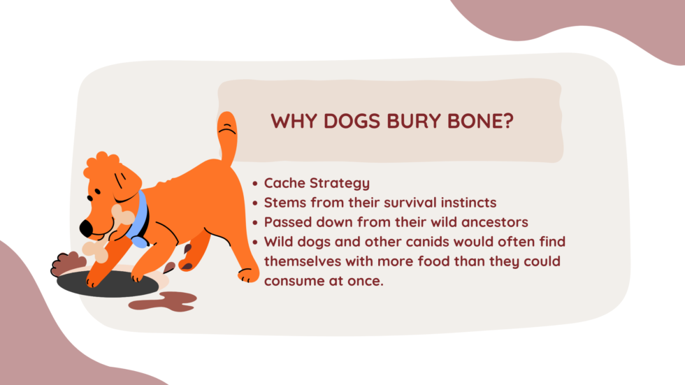 Why Do Dogs Bury Bones?